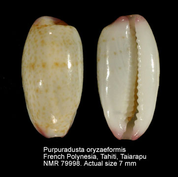 Purpuradusta oryzaeformis.jpg - Purpuradusta oryzaeformis Lorenz & Sterba,1999